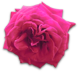 花の写真アイコン2 バラ