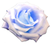 花の写真アイコン12 バラ