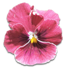 花の写真アイコン60 パンジー
