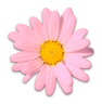 花の写真アイコン56 マーガレット