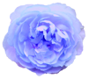 花の写真アイコン43 バラ