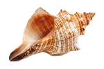 貝殻の写真アイコン14