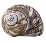 貝殻の写真アイコン6