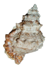 貝殻の写真アイコン17
